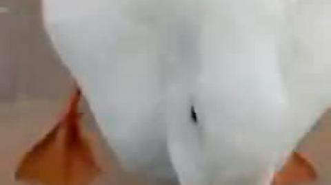 FRIDAY IS {How to Pick Up a Duck} DAY