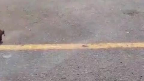 So Amr is becomming a Truck Driver - Hmmm This isn't a hot bitch Amr