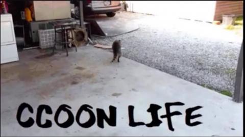 O Estado Cuckal _ Cuckanada _ Governo de direita _ Mestre Raccooning Raccoon analisa o menos pior