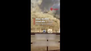 Now nearly three million farm animals have died in fires across the US between 2018 and 2021