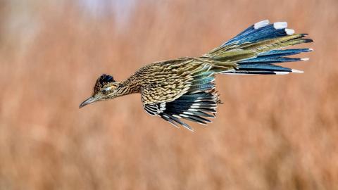 The Real Roadrunner and Coyote