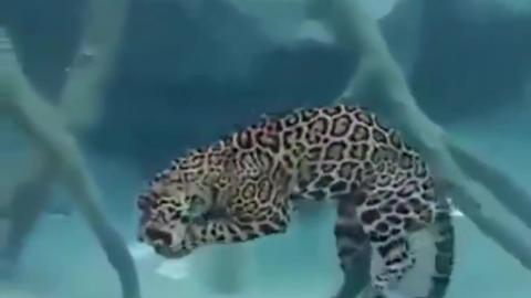 Jaguars can hunt on land, in the treetops, and even underwater
