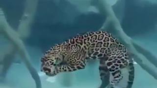 Jaguars can hunt on land, in the treetops, and even underwater