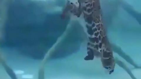 Jaguars can hunt on land, in the treetops, and even underwater