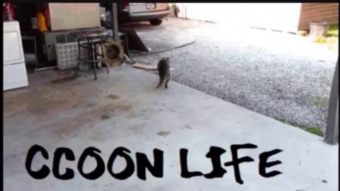 O Fardo da Performance ｜ Raccooning Raccoon