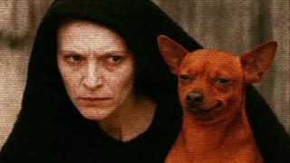 Meu cachorro é o herdeiro do apocalipse