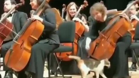 Kitty goes to the concert hall