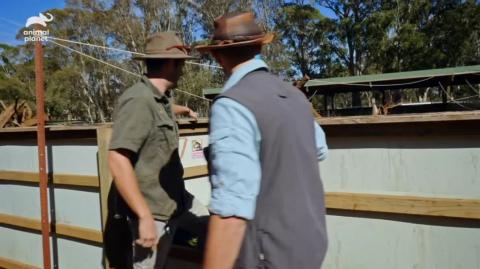 They like Fat American Tourists