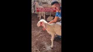gods chosen people, the jews torture livestock in occupied Palestine
