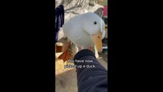 FRIDAY IS {How to Pick Up a Duck} DAY