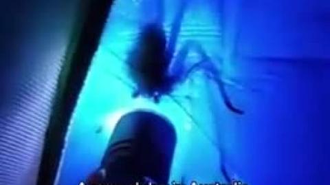 Just a Normal Day in Australia