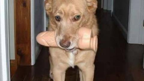 Australia's Social Media BAN is Here and the E-Safety Commissioner is a retarded feminist. She's like a dog with a dildo.