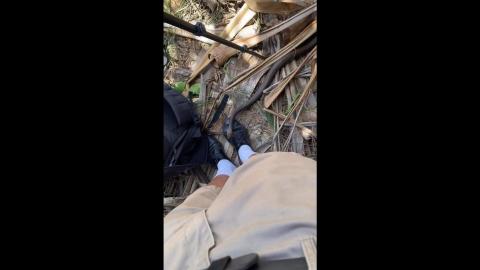 Brown Snake in Australia