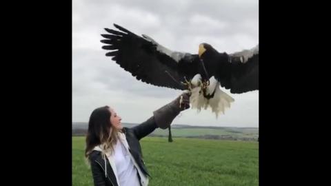 Have You Ever Seen A Sea Eagle