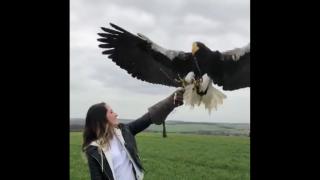 Have You Ever Seen A Sea Eagle