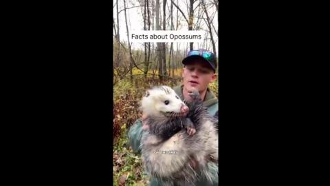 Facts about Opposums  ( Satan Beasts of America )