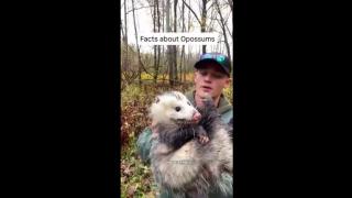 Facts about Opposums  ( Satan Beasts of America )