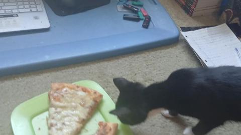 Chomusuke Stealing Pizza