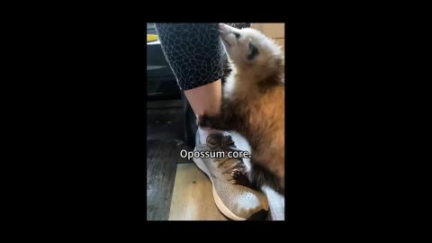 Opossum Core - They're Besties
