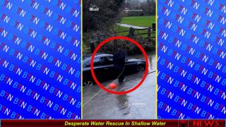 Desperate Water Rescue In Shallow Water