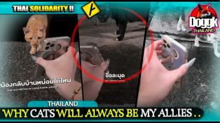 ● WHY CATS WILL ALWAYS BE MY ALLIES !!! (THAILAND).. MUST SEE !! SHE FOUND HER CAT THANKS TO OTHER CATS ^^