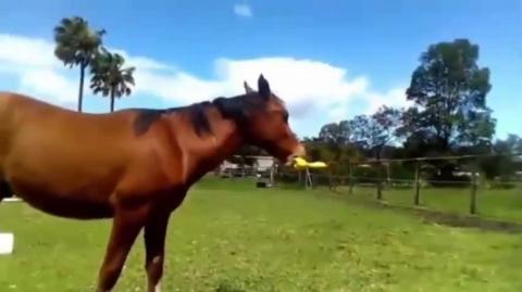 CONTAGIOUS JOY -  DAILY DEVOTIONAL