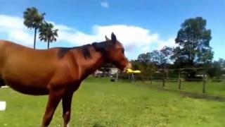 CONTAGIOUS JOY -  DAILY DEVOTIONAL