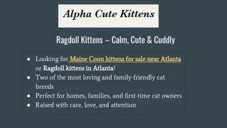Maine Coon and Ragdoll Kittens in Atlanta