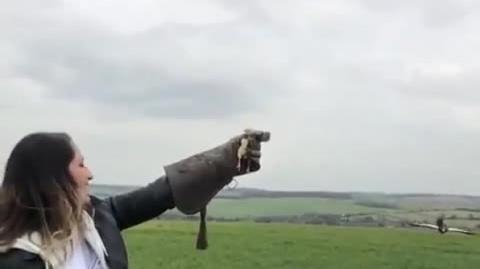 Have You Ever Seen A Sea Eagle