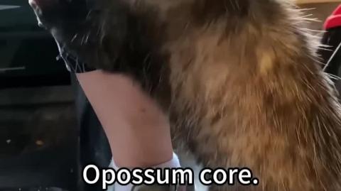 Opossum Core - They're Besties