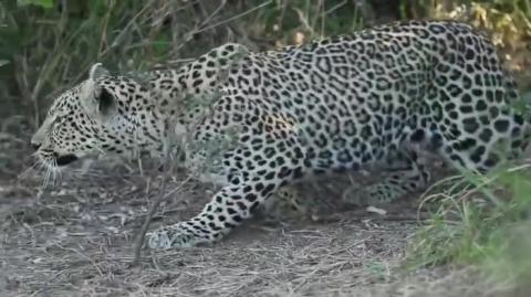 Hunting Leopard is Interrupted by A Pair of Tortoises