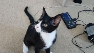 Chomusuke Being Crazy