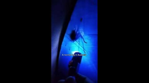 Just a Normal Day in Australia - If they cannot get in through your ear, they will just lay eggs instead.