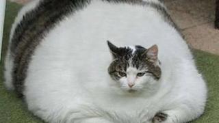 "There is nothing to eat here in Gaza"