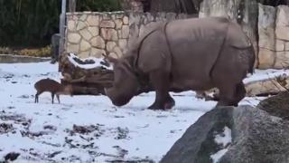 Funny Video Shows A Tiny Little Deer Take On A Nearly 2 Ton Rhino At A Polish Zoo