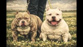 Em defesa dos pitbulls