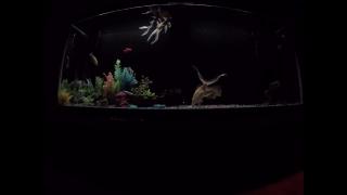 My Dad Asked For a Kidney Today.