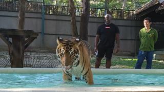 Get into a cage with tiger?