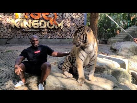 TIger looking at Dark Meat.