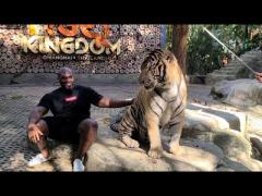 TIger looking at Dark Meat.