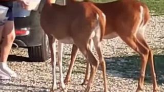 Deer 🦌 🦌 🦌 🦌 🦌 🦌