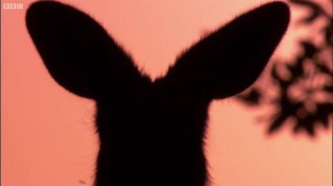 Amazing Kangaroo Technique to Stay Cool