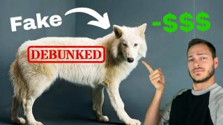 Why They're Lying To You About The Dire Wolf