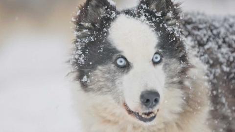 Inland Visions | Winter’s Homeland: The Thrills & Chills of Siberia