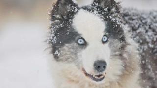 Inland Visions | Winter’s Homeland: The Thrills & Chills of Siberia