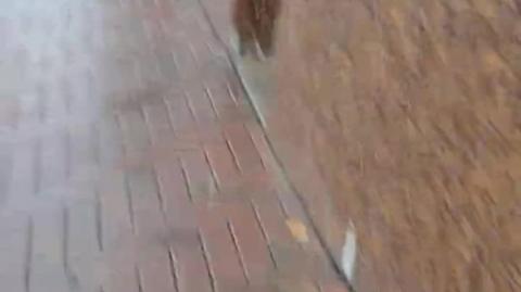 update of doomer homelessness part 3