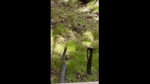 Eastern Brown Snake Hunts a Mouse