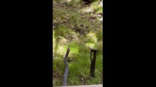 Eastern Brown Snake Hunts a Mouse