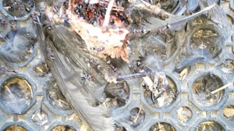 Meet and Greet the Meat Ants - Only in Australia