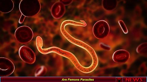 Are Femons Parasites